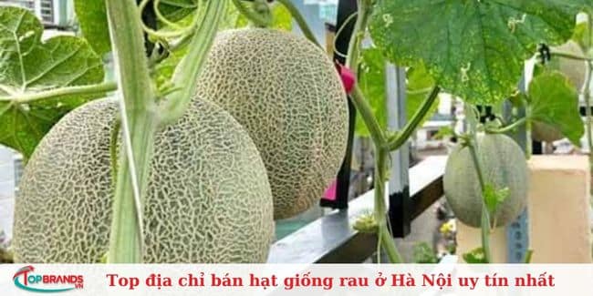 Công ty TNHH Nông sản Dũng Hà