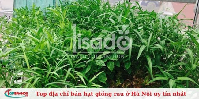 Hạt giống Lisado