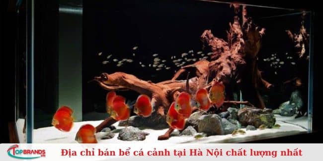 Bể cá cảnh - Mạnh Tuấn