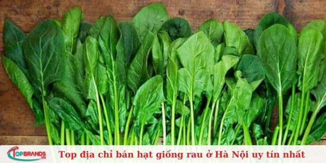 Nông nghiệp Phố - Địa chỉ bán hạt giống rau chất lượng