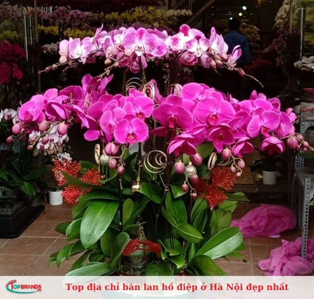 Shop Lan Hồ Điệp Hà Nội Orchids 79