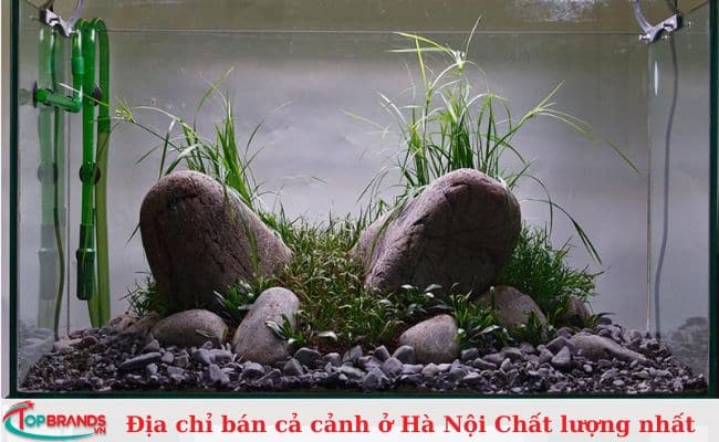 Cửa hàng cá cảnh Phúc Long