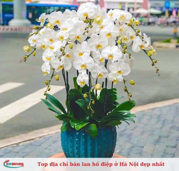 Shop Thế Giới Cây Và Hoa