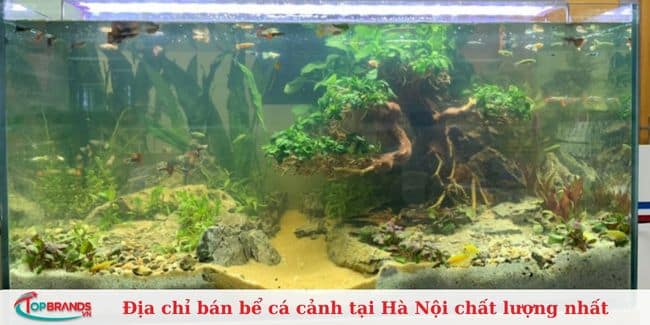 Cửa hàng cá cảnh Sơn Yến