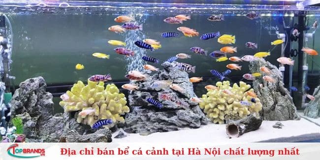 Cá Cảnh Thái Hòa