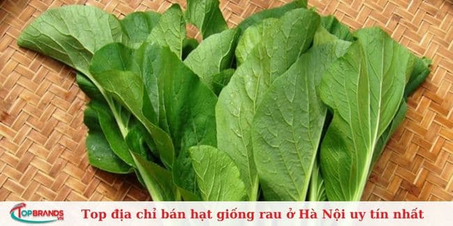 Tổng công ty rau quả nông sản