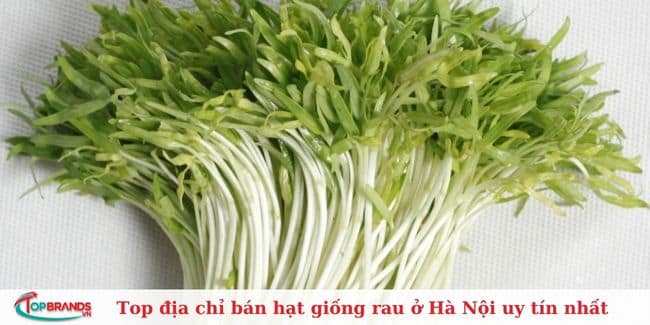 Trung Tâm Giống Cây Trồng - Học viện Nông Nghiệp Việt Nam