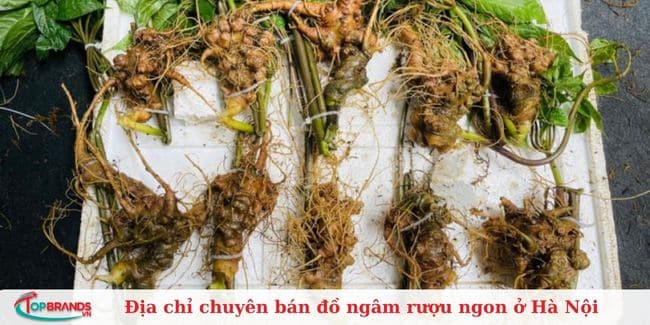 VUA DƯỢC LIỆU - Đồ Ngâm Rượu