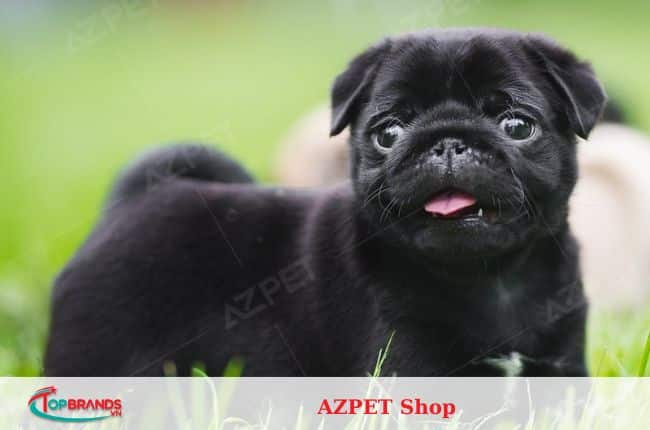 địa chỉ mua chó pug tại Hà Nội