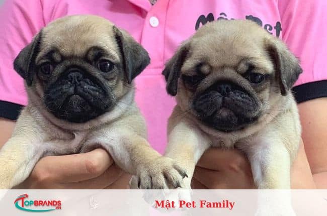 địa chỉ mua chó pug tại Hà Nội