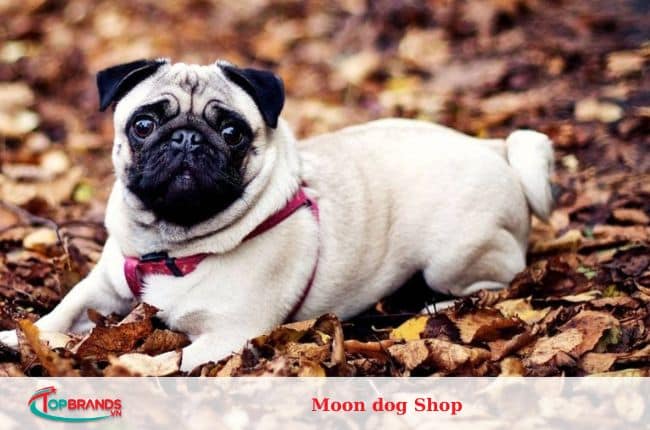 địa chỉ mua chó pug tại Hà Nội