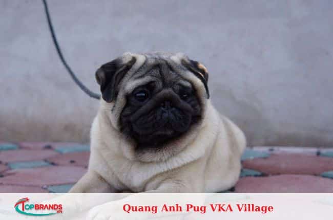 địa chỉ mua chó pug tại Hà Nội