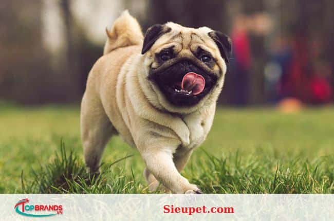 địa chỉ mua chó pug tại Hà Nội