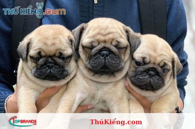 địa chỉ mua chó pug tại Hà Nội