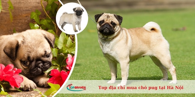 địa chỉ mua chó pug tại Hà Nội