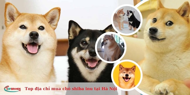 địa chỉ mua chó shiba inu tại Hà Nội