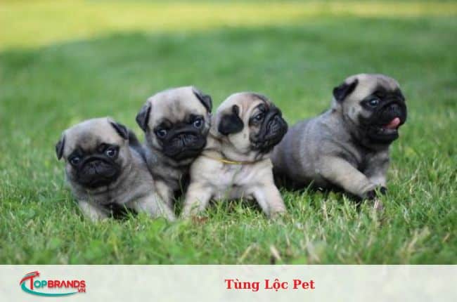 địa chỉ mua chó pug tại Hà Nội