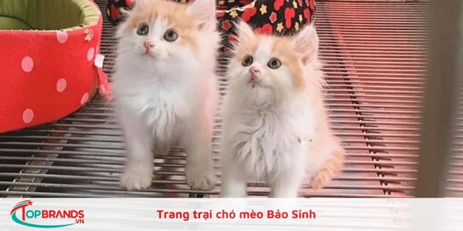 Trang trại chó mèo Bảo Sinh 