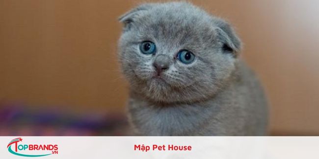 Mập Pet House