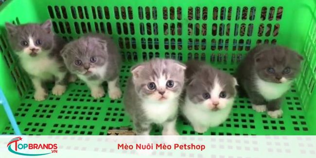 Mèo Nuôi Mèo Petshop