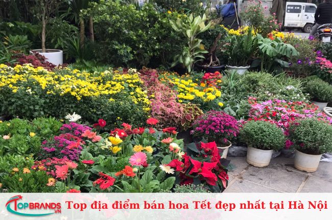 Địa chỉ bán hoa tết ở Hà Nội giá rẻ