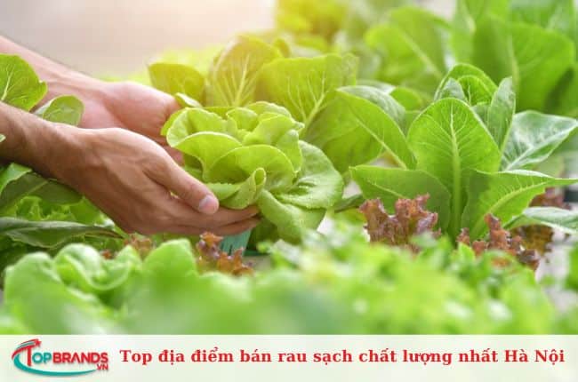 Địa chỉ bán rau sạch ở Hà Nội uy tín và chất lượng