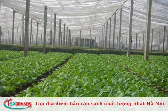 Hợp tác xã rau an toàn xã Vân Nội