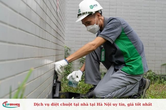 Dịch vụ diệt chuột tại nhà tại Hà Nội uy tín