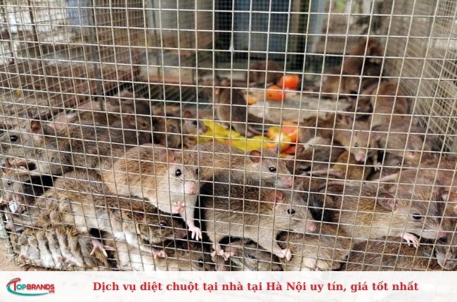 Dịch vụ diệt chuột tại nhà tại Hà Nội uy tín