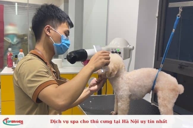  Dịch vụ spa cho chó mèo chuyên nghiệp ở Hà Nội