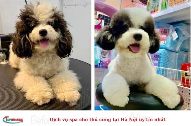  Dịch vụ spa cho chó mèo nổi tiếng ở Hà Nội