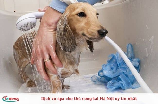  Dịch vụ spa cho chó mèo chuyên nghiệp ở Hà Nội