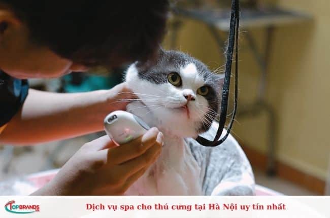 Dịch vụ spa cho chó mèo giá tốt ở Hà Nội