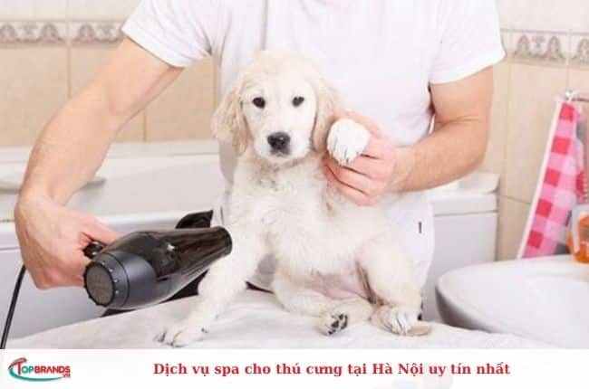  Dịch vụ spa cho chó mèo nổi tiếng ở Hà Nội