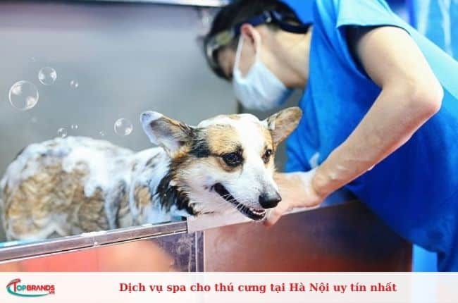 Dịch vụ spa cho chó mèo ở Hà Nội chất lượng cao