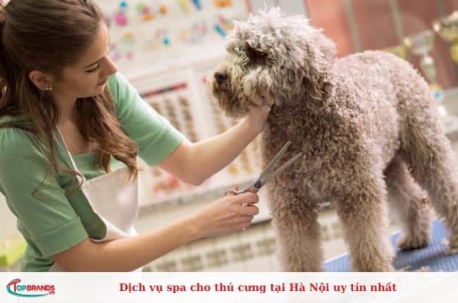 Dịch vụ sspacho chó mèo giá rẻ ở Hà Nội