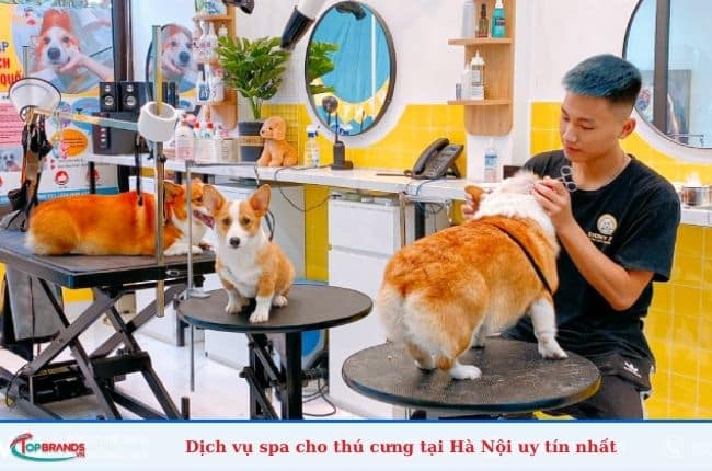  Dịch vụ spa cho chó mèo giá rẻ tại Hà Nội