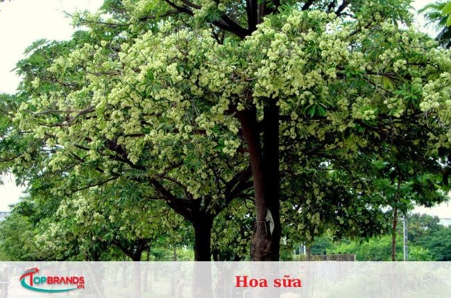 Điều làm nên vẻ đẹp của Hà Nội trong mắt du khách