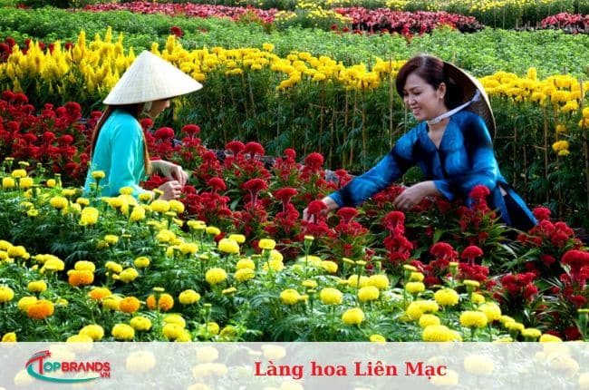 làng hoa Hà Nội đẹp và nổi tiếng nhất