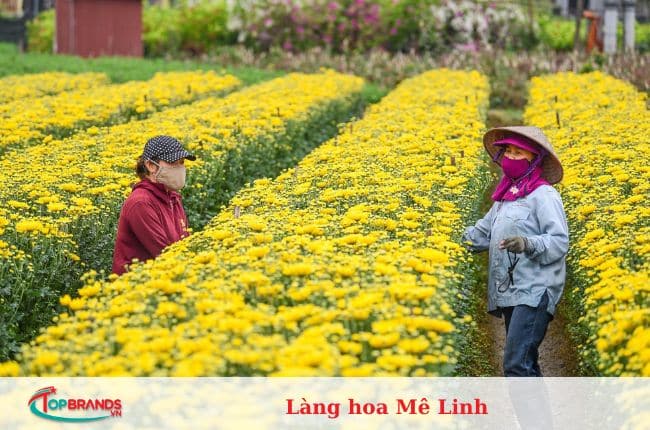 làng hoa Hà Nội đẹp và nổi tiếng nhất