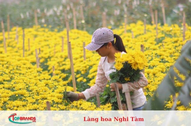 làng hoa Hà Nội đẹp và nổi tiếng nhất