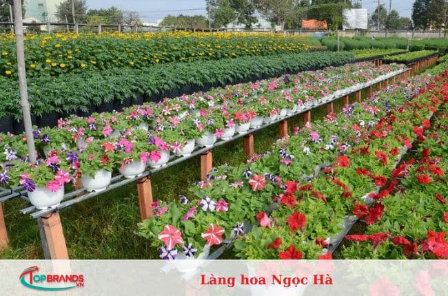 làng hoa Hà Nội đẹp và nổi tiếng nhất