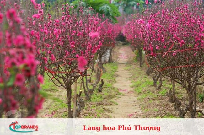 làng hoa Hà Nội đẹp và nổi tiếng nhất