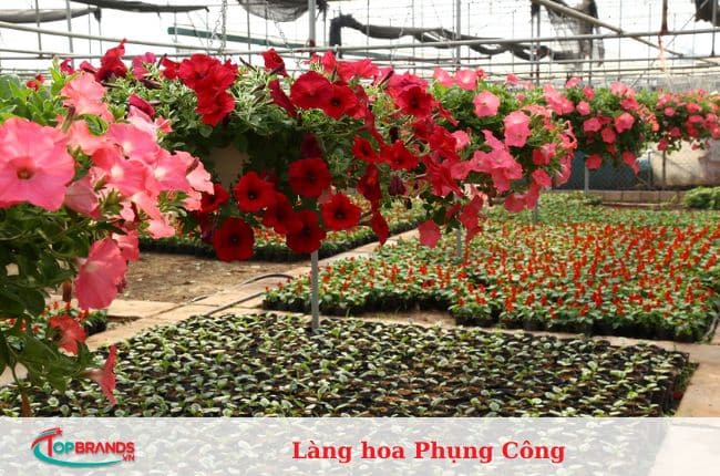 làng hoa Hà Nội đẹp và nổi tiếng nhất