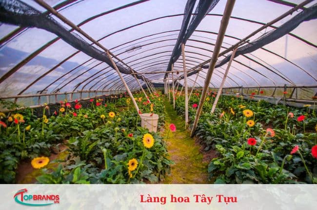 làng hoa Hà Nội đẹp và nổi tiếng nhất