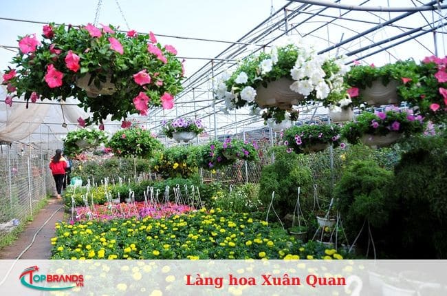 làng hoa Hà Nội đẹp và nổi tiếng nhất