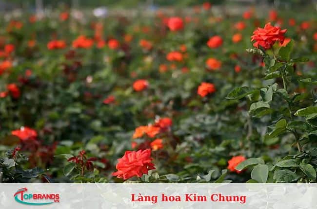 làng hoa Hà Nội đẹp và nổi tiếng nhất