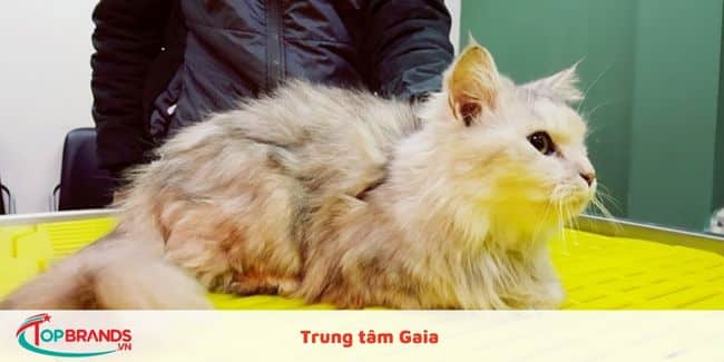 Trung tâm Gaia