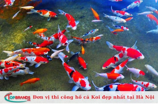 KOI Đẹp