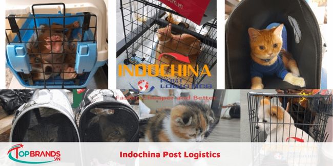 Dịch vụ vận chuyển thú cưng ở Hà Nội chuyên nghiệp